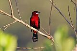 Black-bellied Tanager